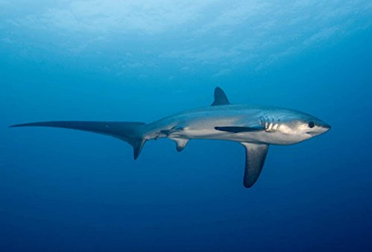 Threats to Thresher Sharks