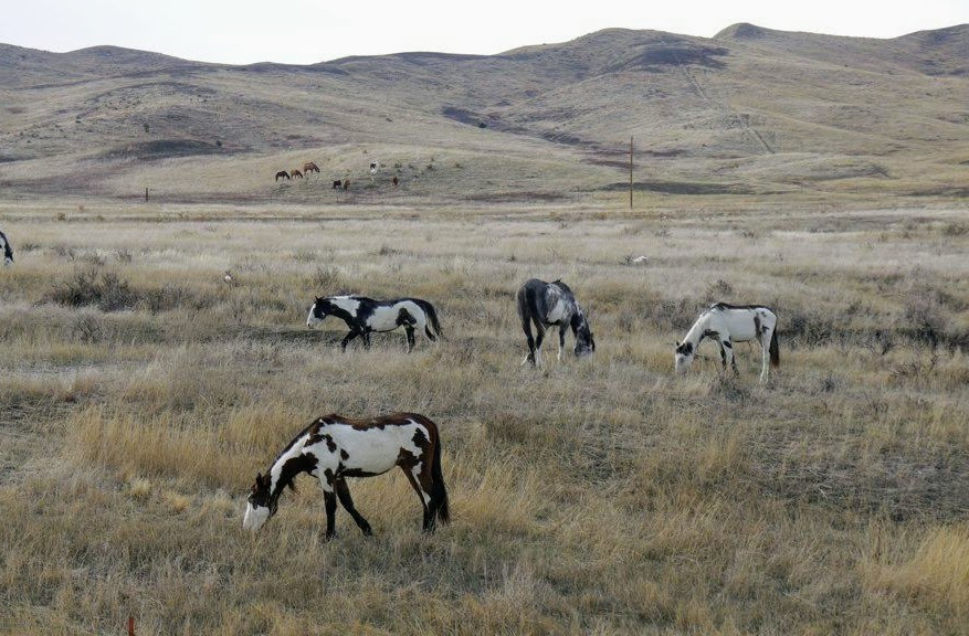 South Dakota Wild Horses