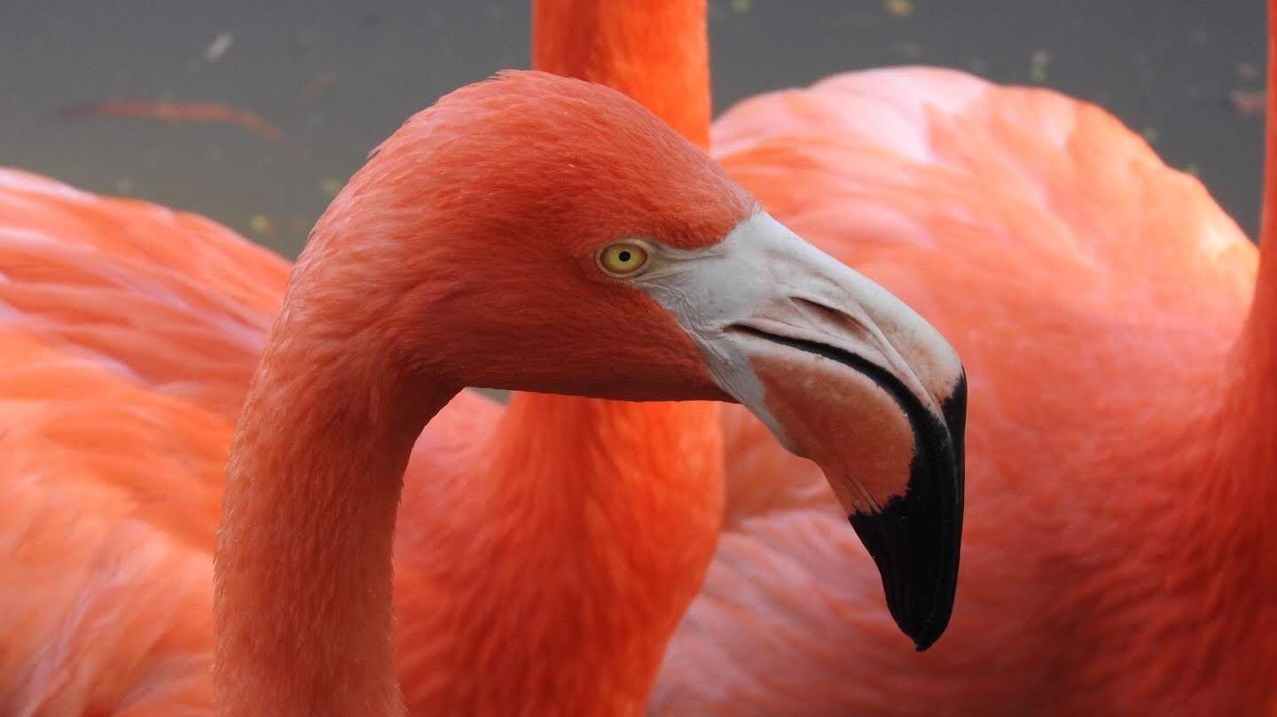Flipping Flamingo 🦩