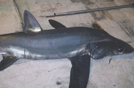 Shark Species Under Threat