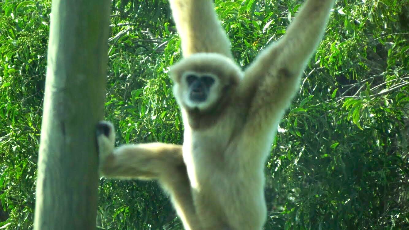 Gibbons Are Fun