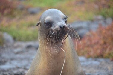 Sign the petition to Stop Longline Fishing in the Galápagos