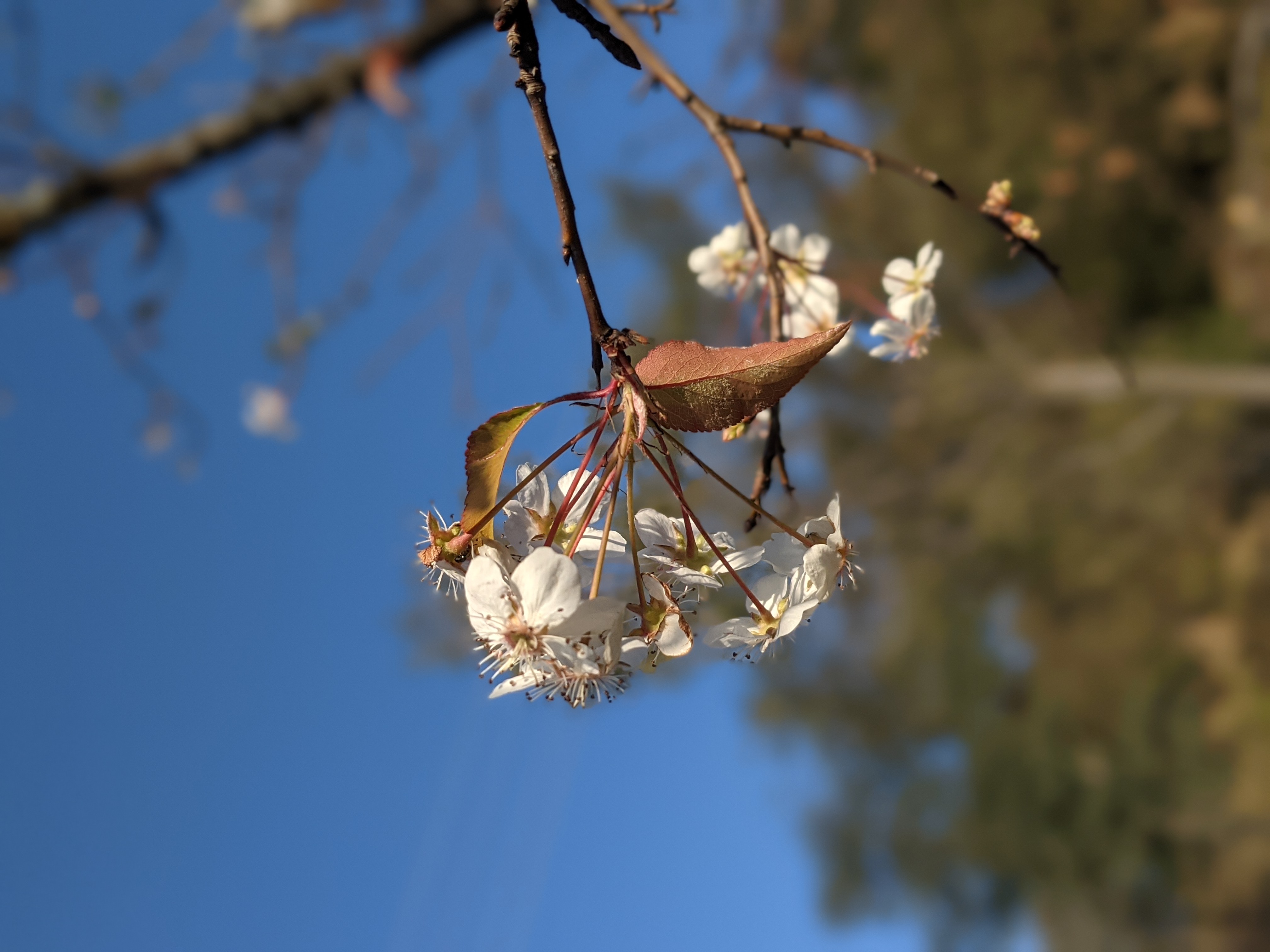 The Himalayan Cherry Blossom