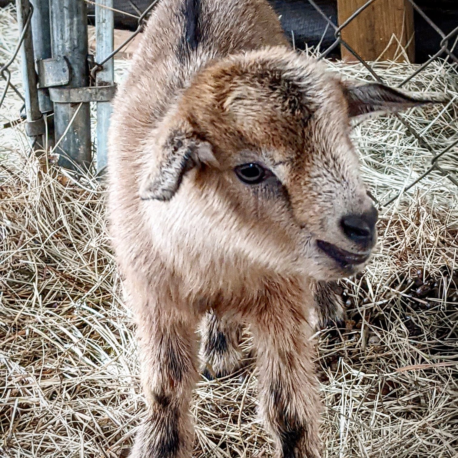 Baby Goat. 