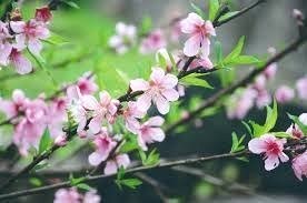 三月花：桃花