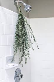 Eucalyptus steam shower