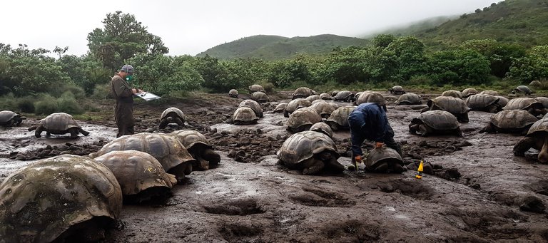 4,723 Giant Tortoises Tagged on Isabela
