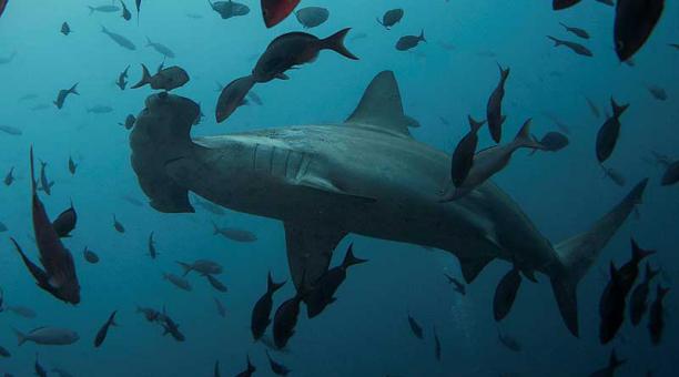 Threats to hammerhead sharks are on the rise