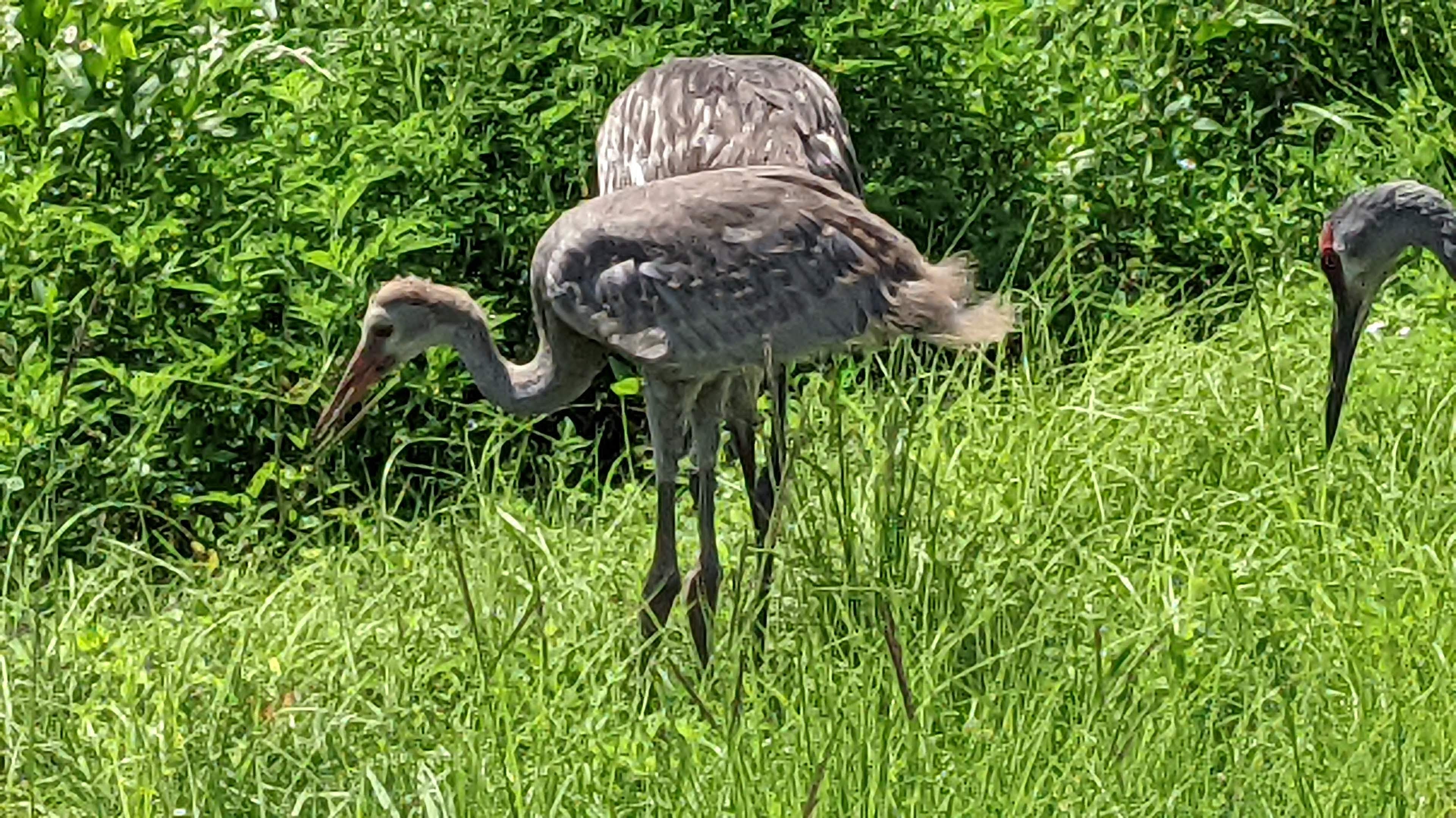 Baby Cranes